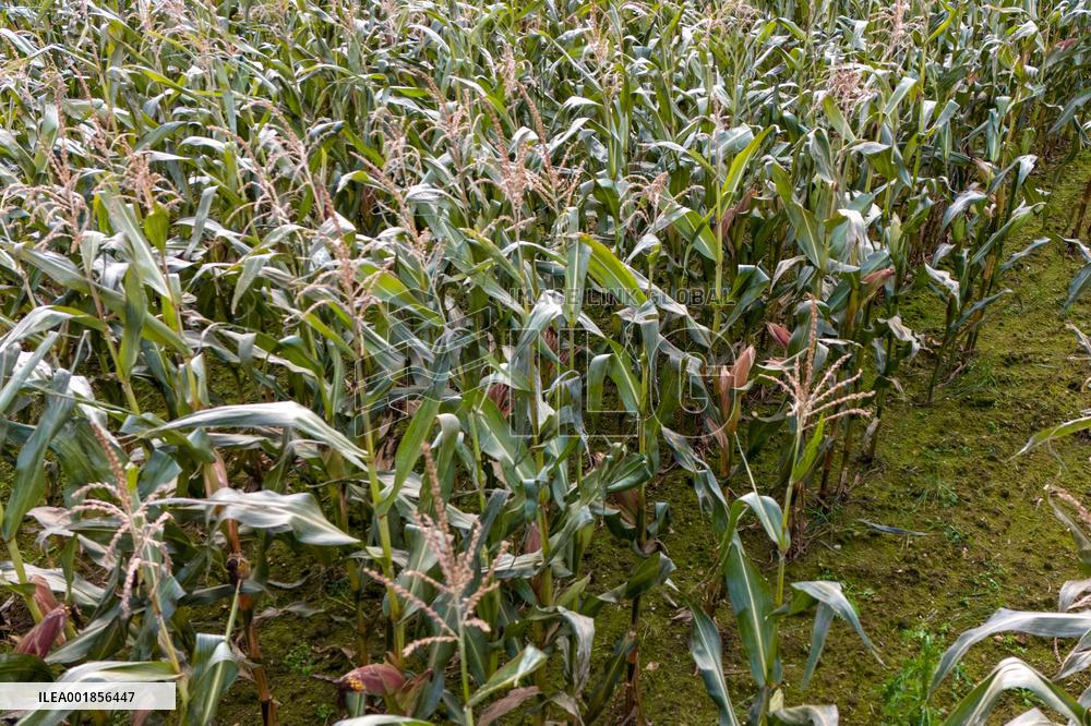 Harvesting field corn