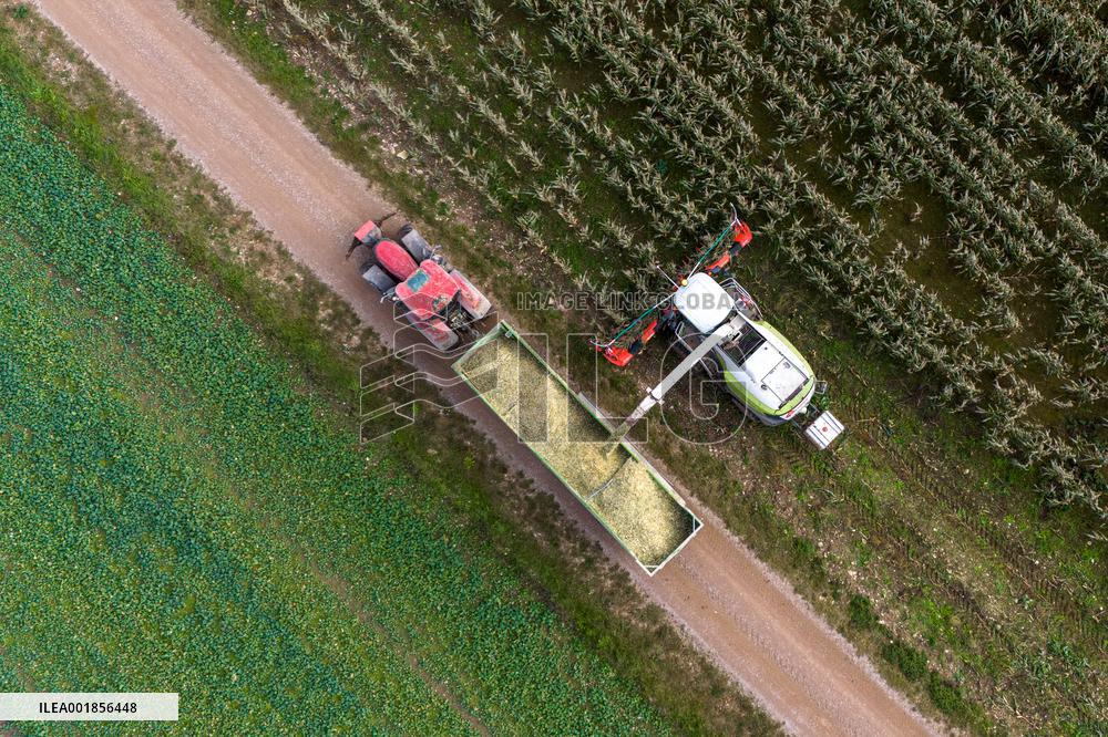 Harvesting field corn