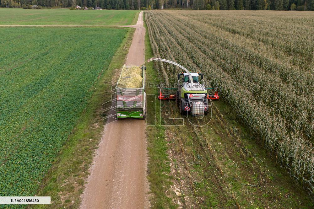 Harvesting field corn