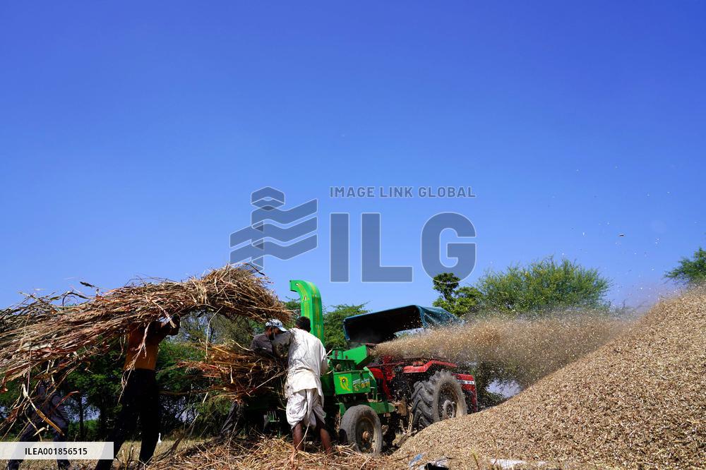 Farmers Thresh Fodder For Cattle - Ajmer