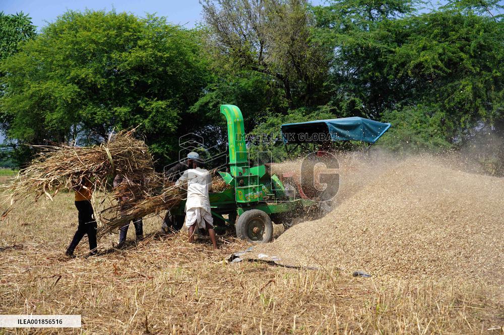 Farmers Thresh Fodder For Cattle - Ajmer