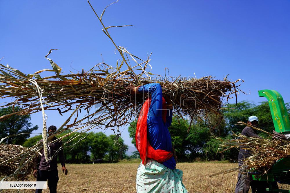 Farmers Thresh Fodder For Cattle - Ajmer