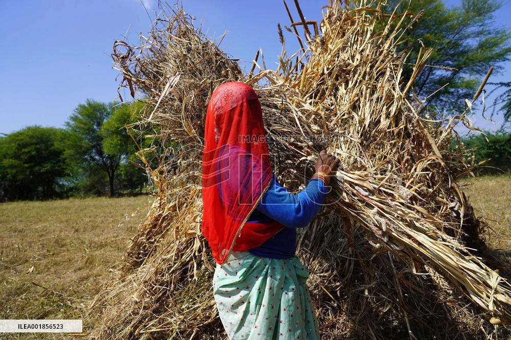 Farmers Thresh Fodder For Cattle - Ajmer