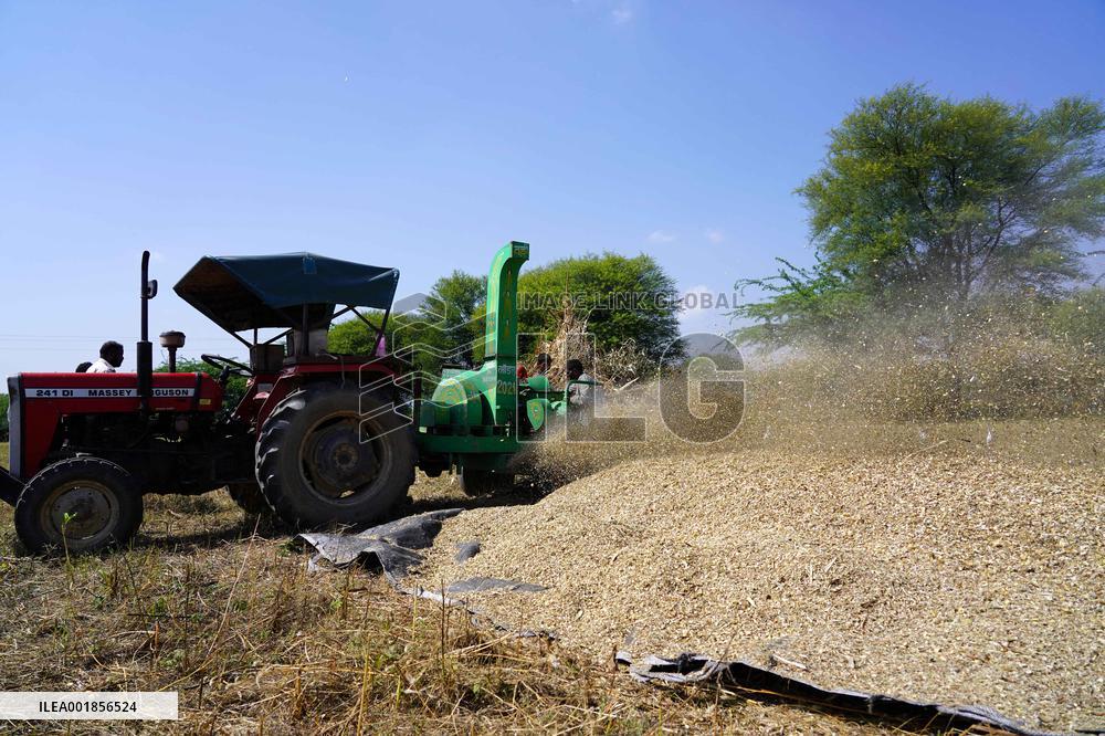 Farmers Thresh Fodder For Cattle - Ajmer