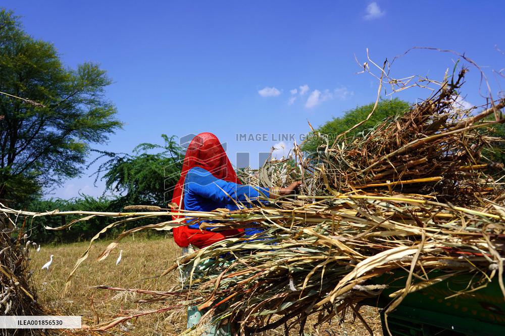 Farmers Thresh Fodder For Cattle - Ajmer