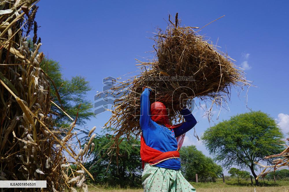 Farmers Thresh Fodder For Cattle - Ajmer