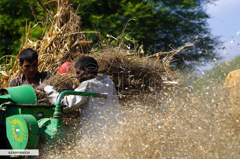 Farmers Thresh Fodder For Cattle - Ajmer