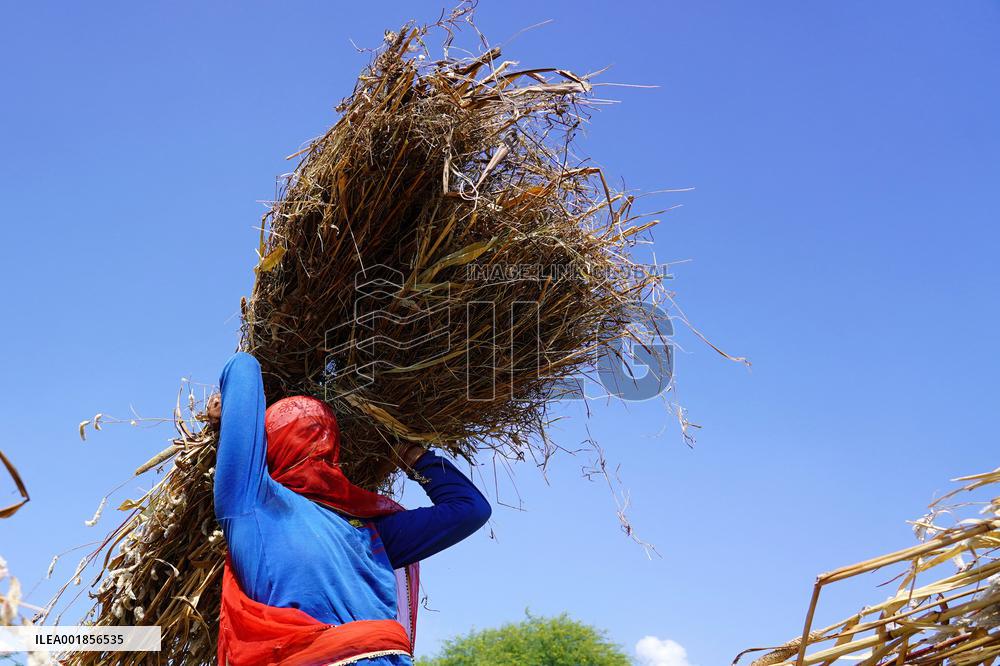 Farmers Thresh Fodder For Cattle - Ajmer
