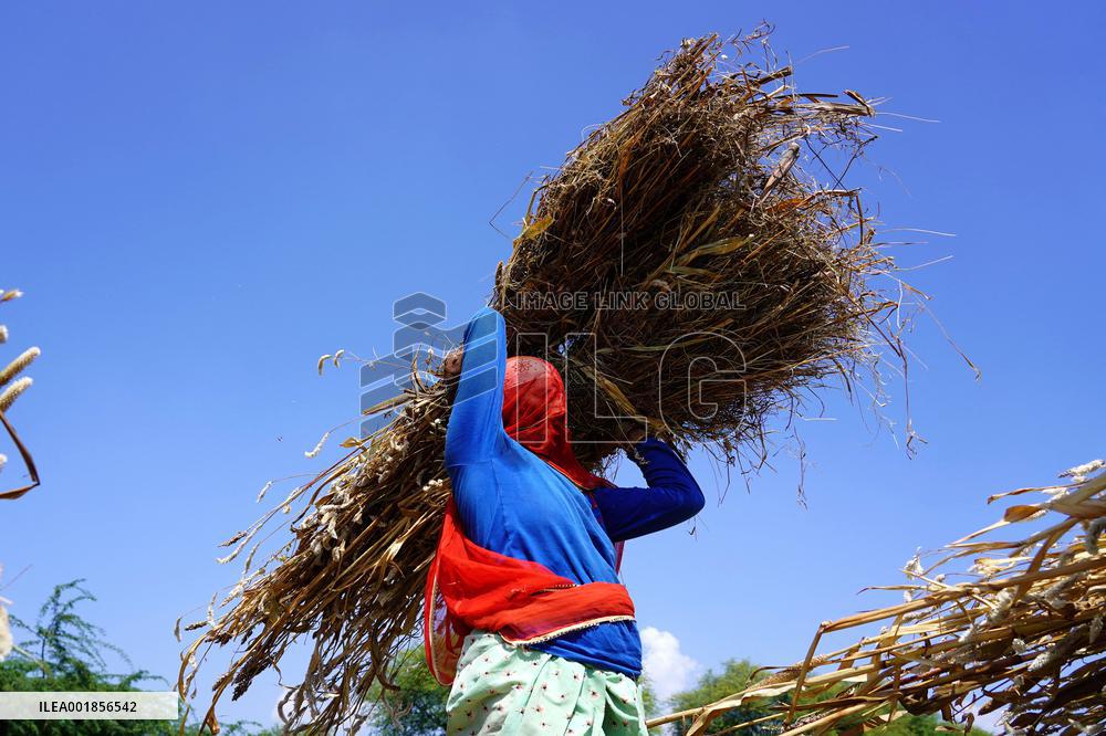 Farmers Thresh Fodder For Cattle - Ajmer