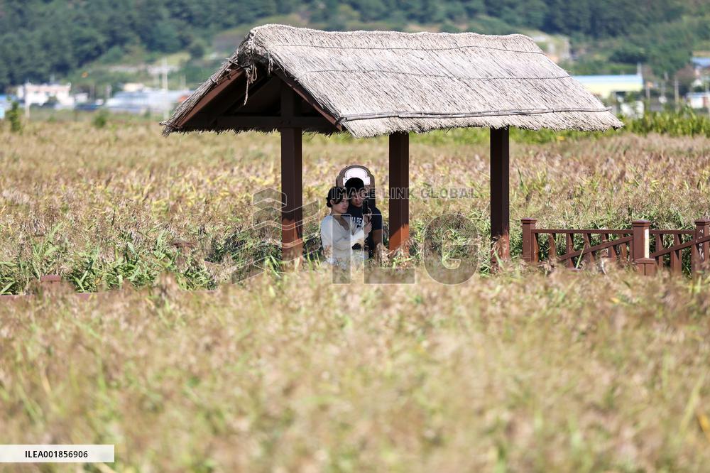 SOUTH KOREA-SUNCHEON-WETLAND-VIEW