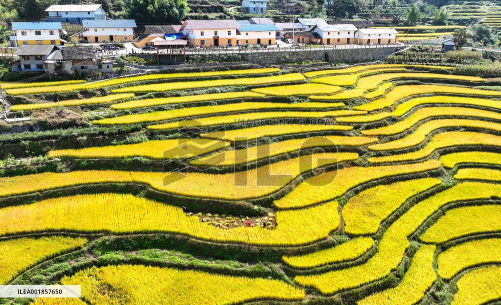 #CHINA-AUTUMN-HARVEST (CN)