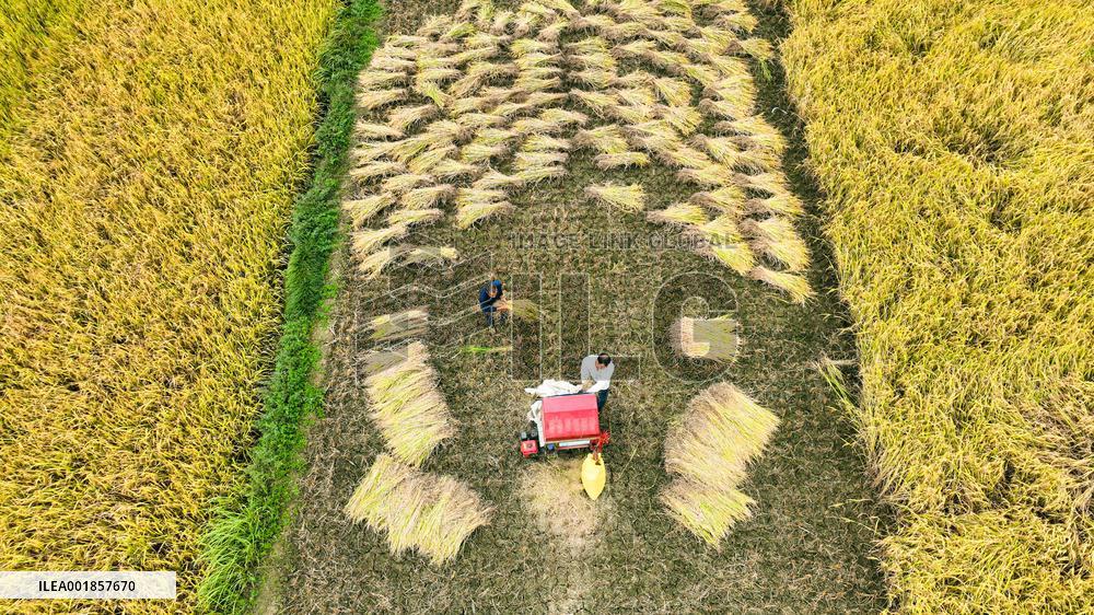 #CHINA-AUTUMN-HARVEST (CN)