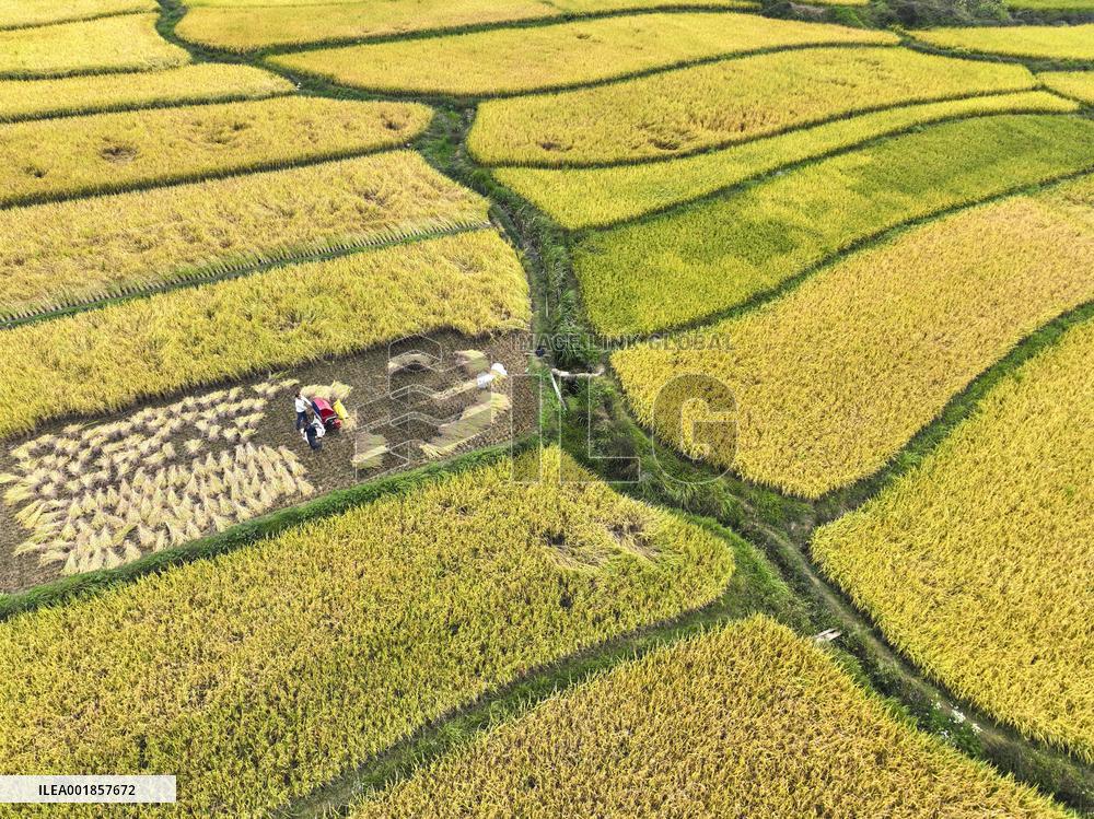 #CHINA-AUTUMN-HARVEST (CN)