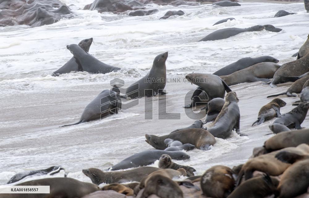 NAMIBIA-CAPE CROSS-RESERVE