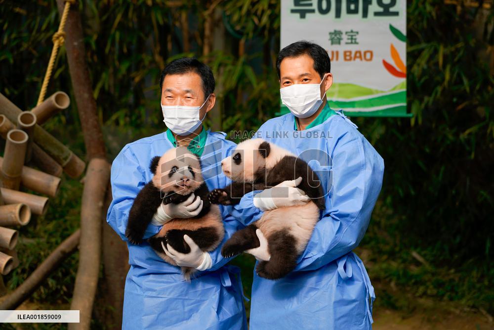 SOUTH KOREA-YONGIN-GIANT PANDA CUBS