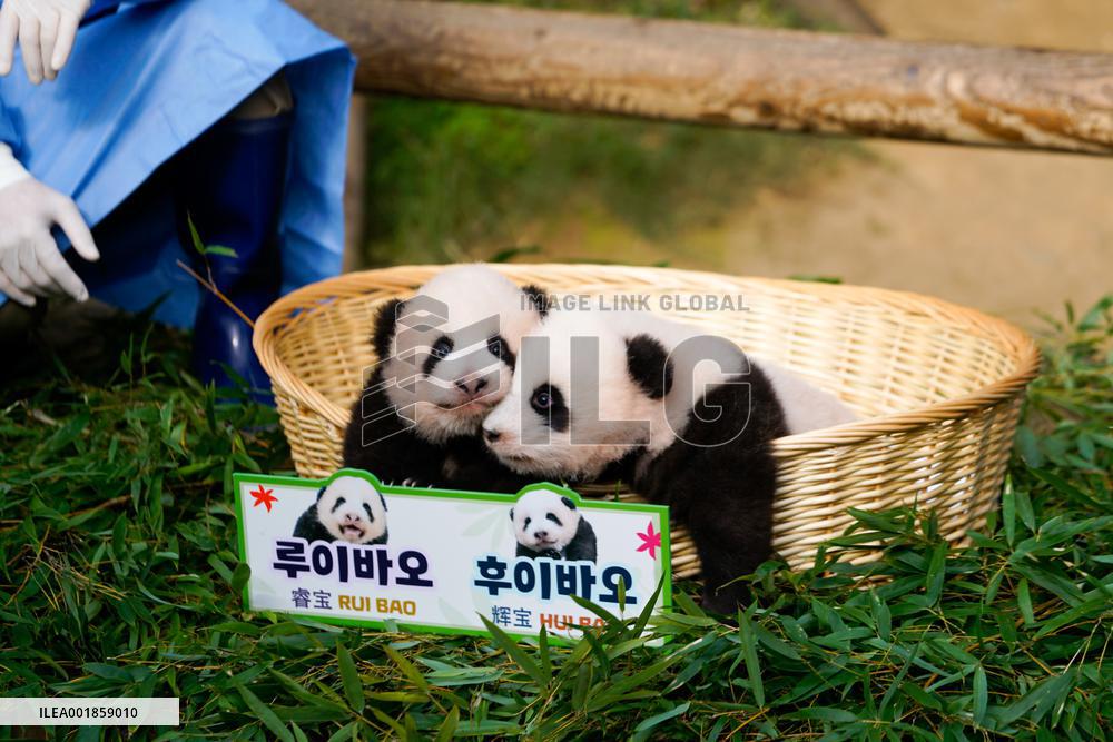 SOUTH KOREA-YONGIN-GIANT PANDA CUBS