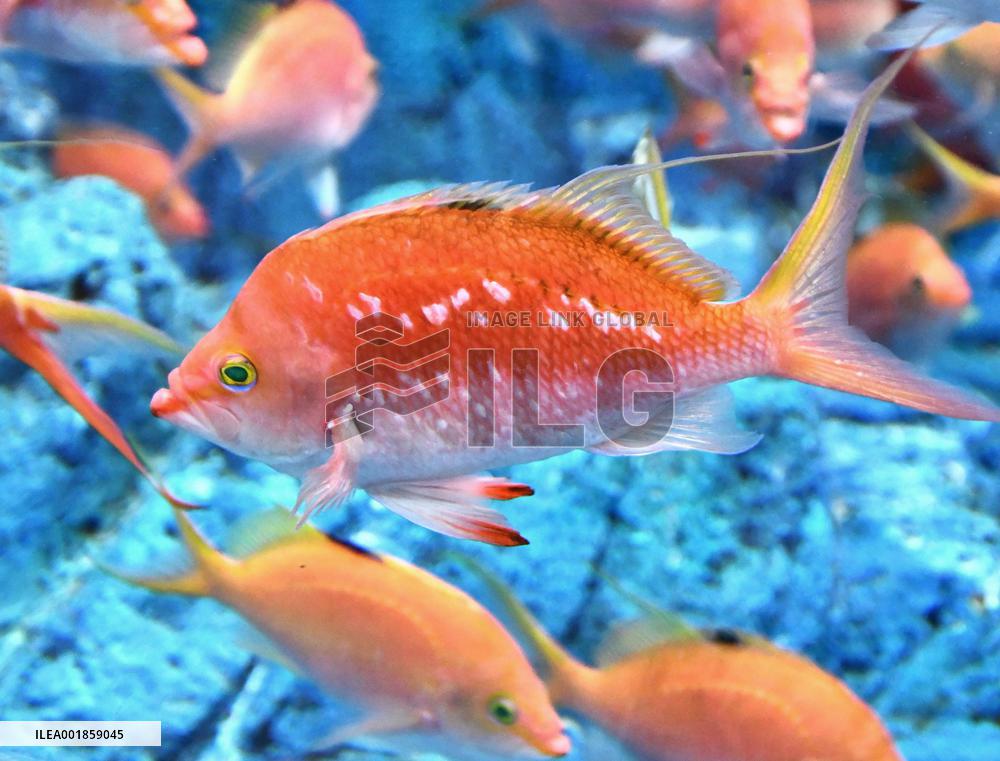 Cherry anthias in central Japan museum