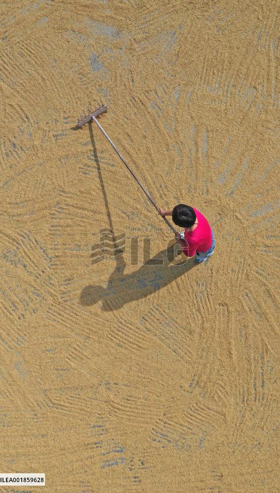 #CHINA-AUTUMN-HARVEST(CN)
