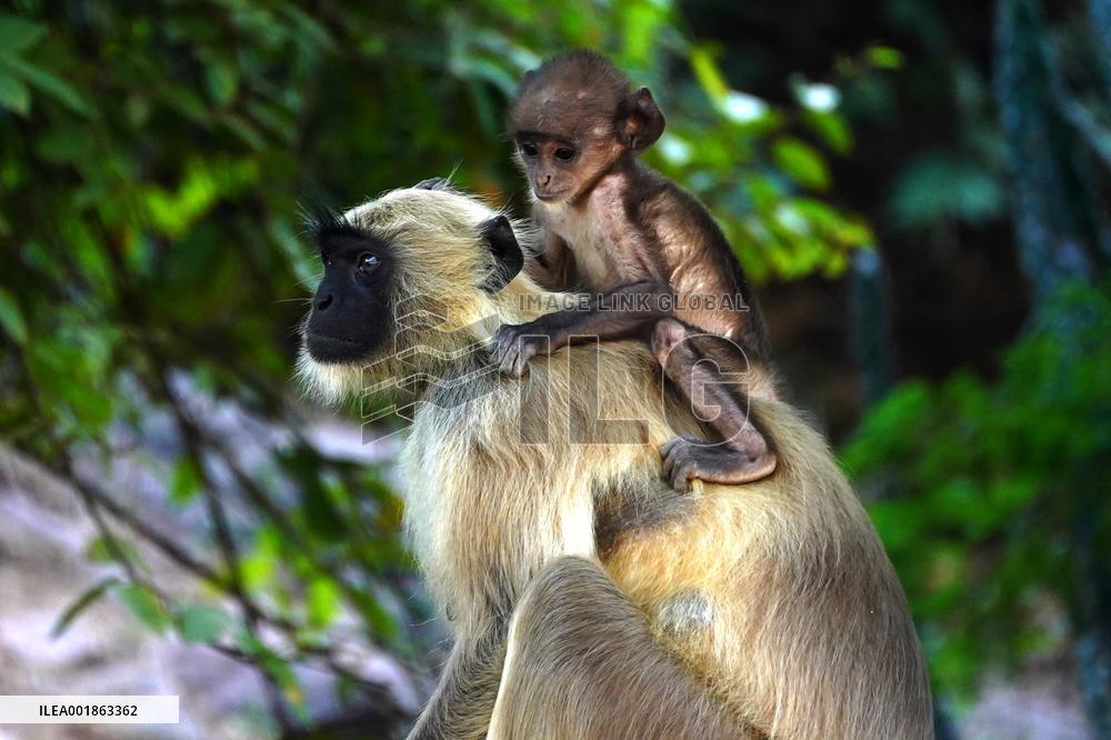 Langur Monkeys - India