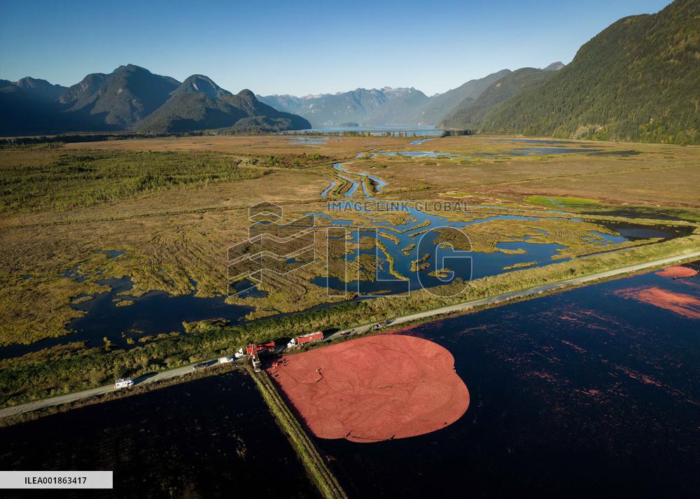 Cranberry Harvest - Canada
