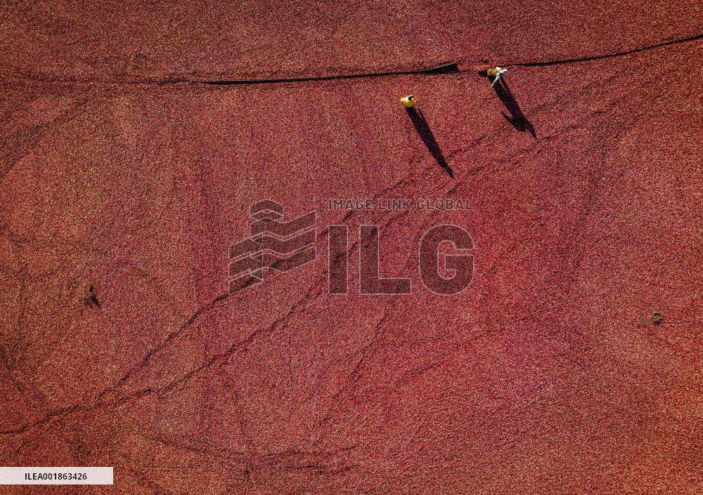 Cranberry Harvest - Canada