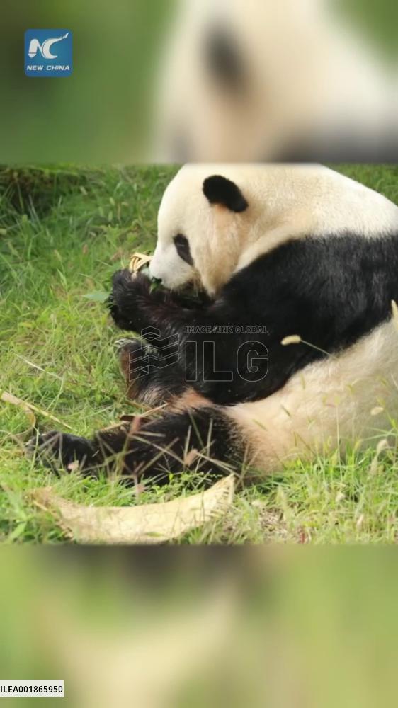 Giant panda plays toy ball while enjoying fresh bamboo