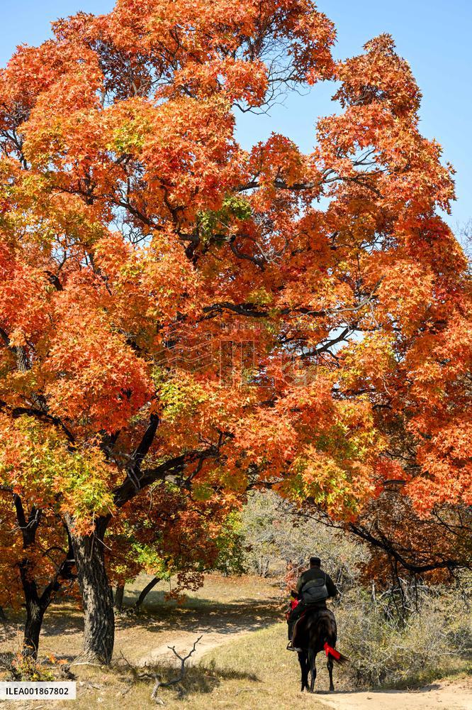 CHINA-INNER MONGOLIA-TONGLIAO-AUTUMN SCENERY (CN)