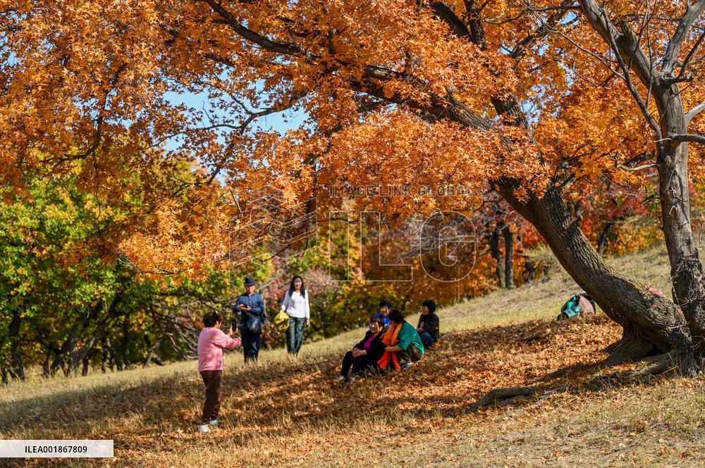 CHINA-INNER MONGOLIA-TONGLIAO-AUTUMN SCENERY (CN)
