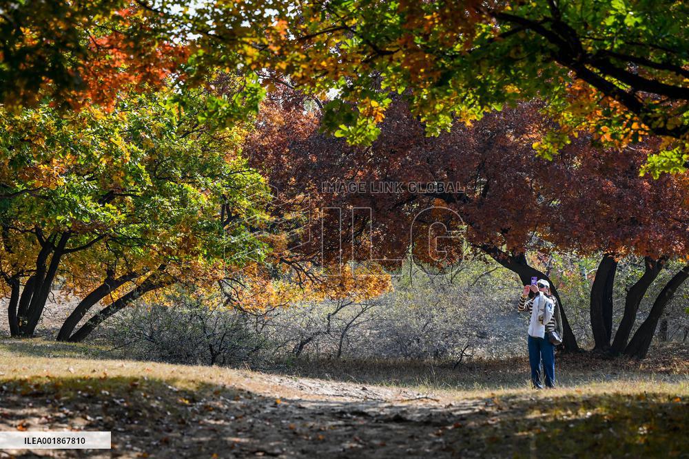 CHINA-INNER MONGOLIA-TONGLIAO-AUTUMN SCENERY (CN)