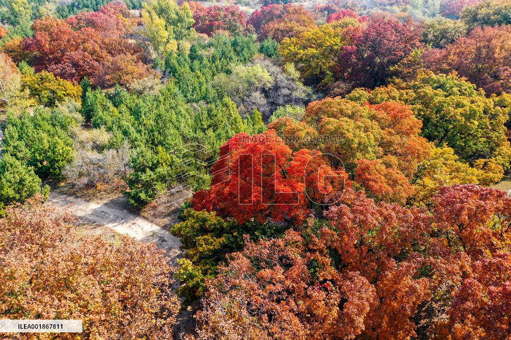CHINA-INNER MONGOLIA-TONGLIAO-AUTUMN SCENERY (CN)