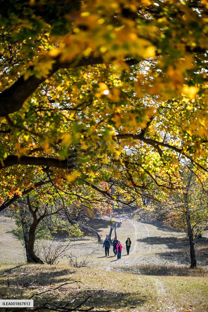 CHINA-INNER MONGOLIA-TONGLIAO-AUTUMN SCENERY (CN)