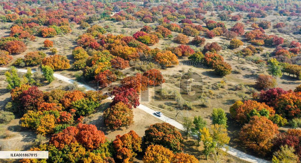 CHINA-INNER MONGOLIA-TONGLIAO-AUTUMN SCENERY (CN)