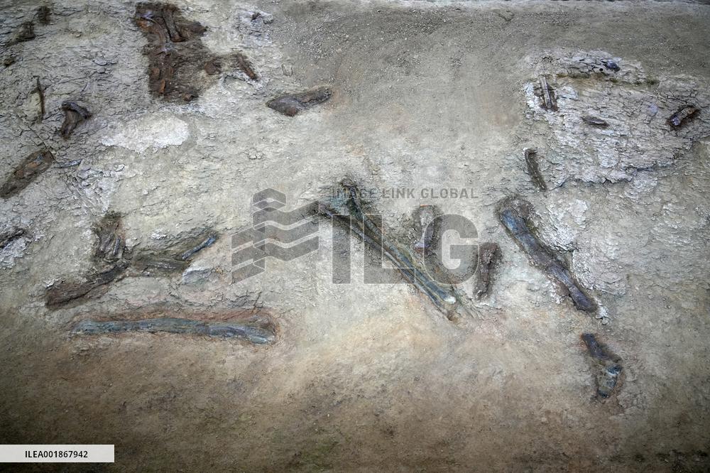 Dinosaur Research in China