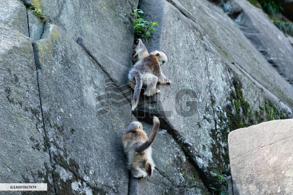 CHINA-GANSU-GIANT PANDA NATIONAL PARK-GOLDEN SNUB-NOSED MONKEYS (CN)