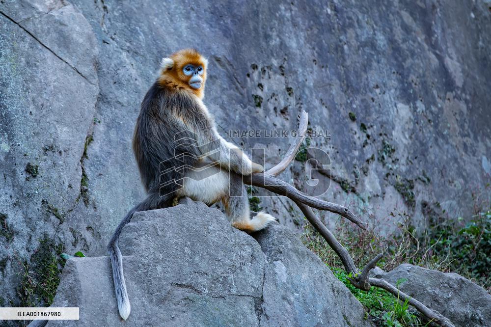 CHINA-GANSU-GIANT PANDA NATIONAL PARK-GOLDEN SNUB-NOSED MONKEYS (CN)