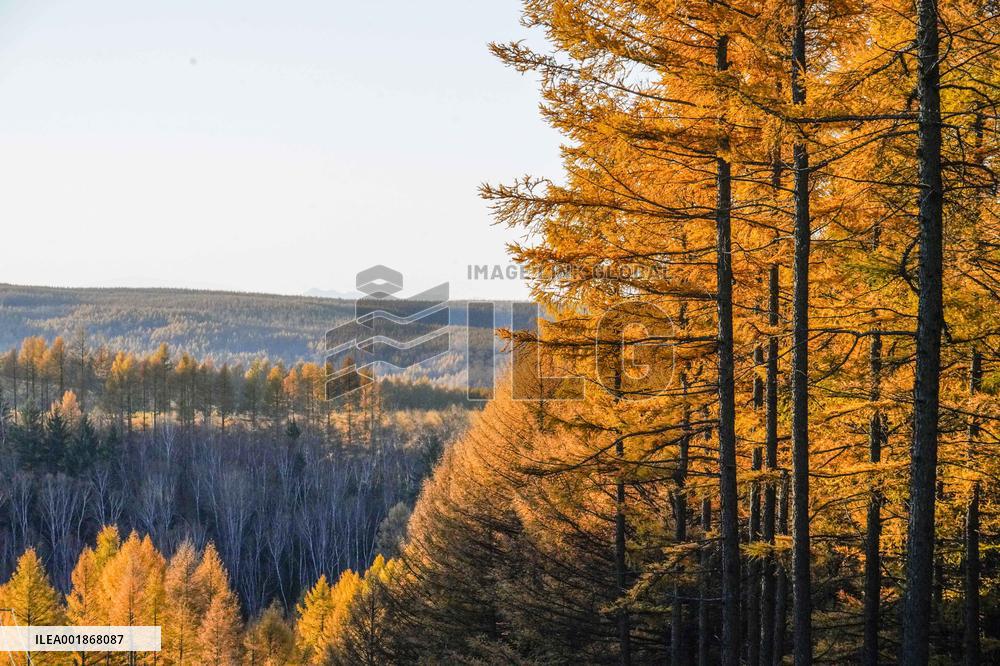 #CHINA-AUTUMN-SCENERY (CN)