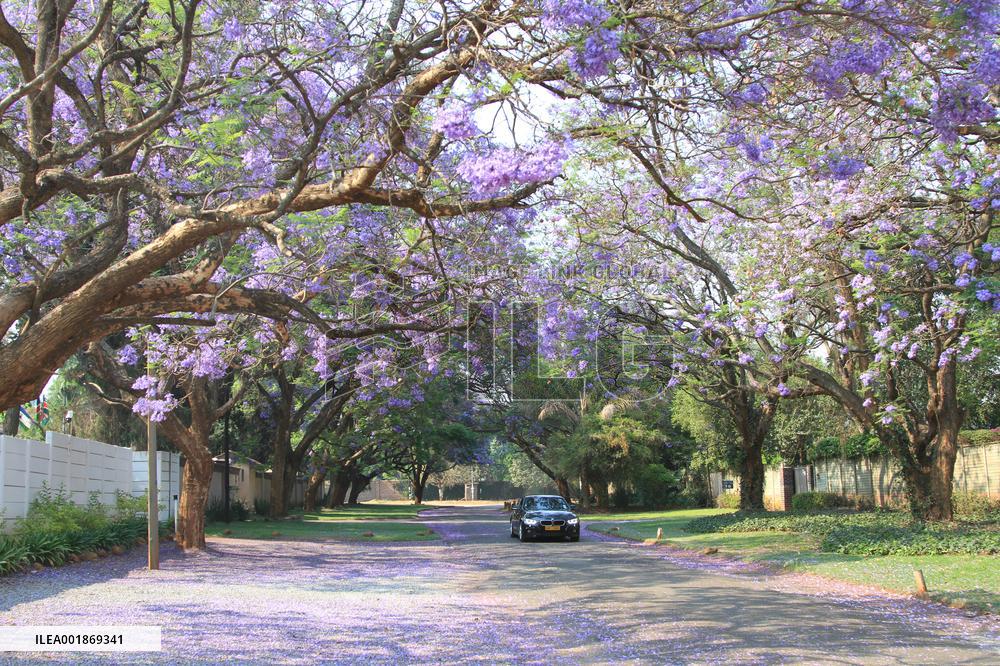 ZIMBABWE-HARARE-JACARANDA TREES-BLOSSOM