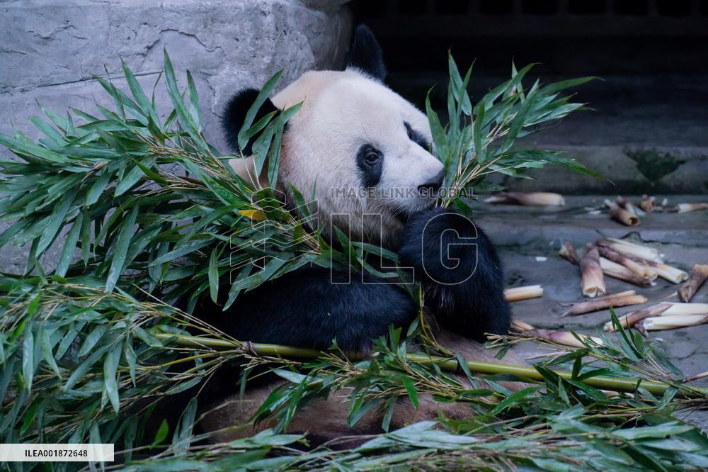 Pandas Play at Chongqing Zoo