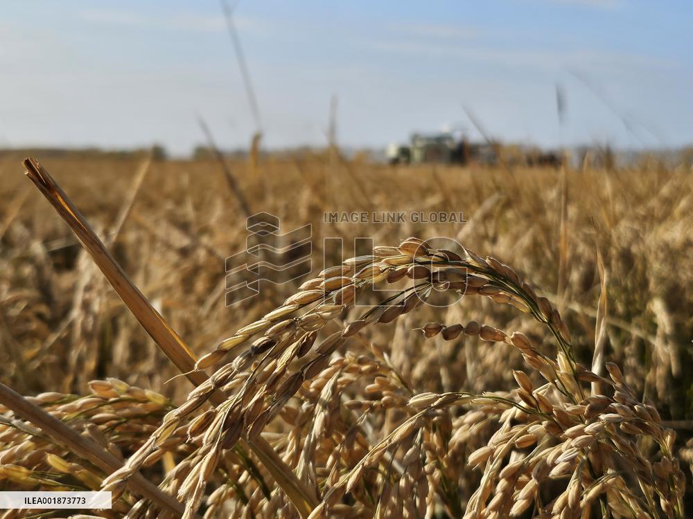 Xinhua Headlines: China's grain producing areas work to safeguard bumper harvest