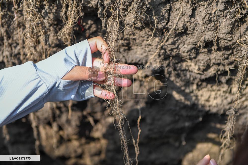 Xinhua Headlines: China's grain producing areas work to safeguard bumper harvest