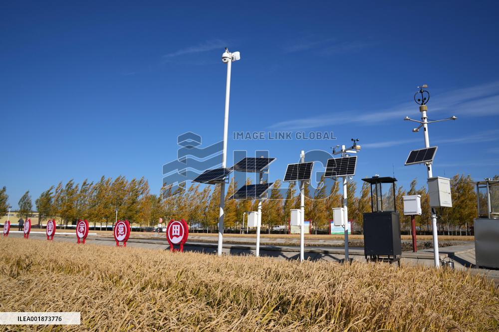 Xinhua Headlines: China's grain producing areas work to safeguard bumper harvest