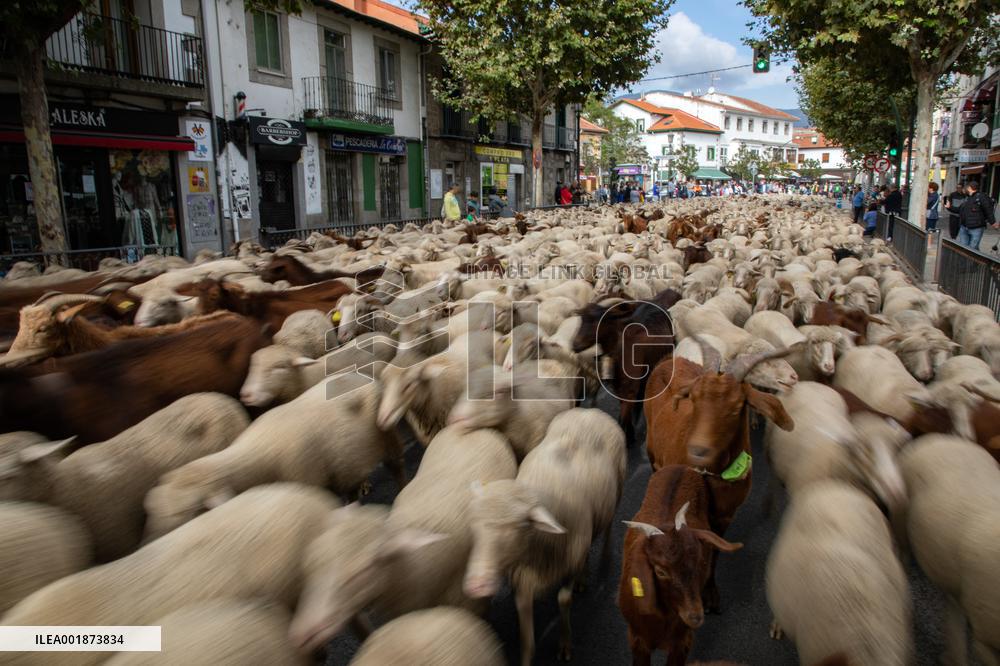 The Transhumance Herd Arrives In Guadarrama - Spain