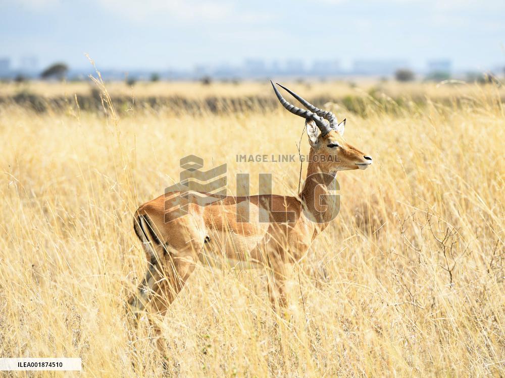 KENYA-NAIROBI-NATIONAL PARK-ANIMALS