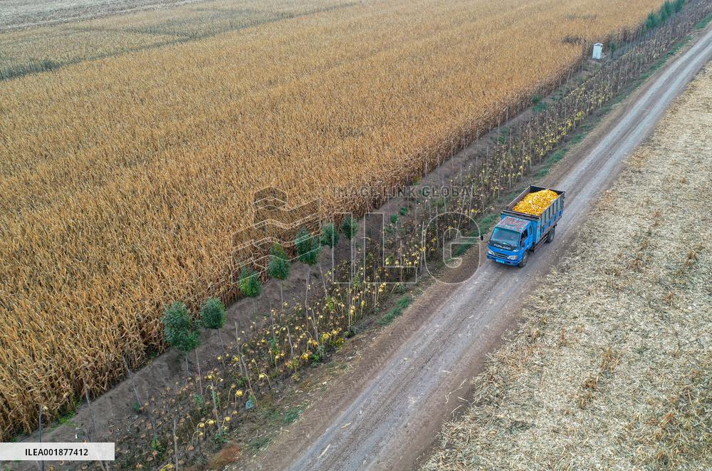 CHINA-INNER MONGOLIA-TONGLIAO-HARVEST SEASON (CN)