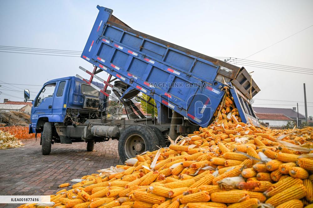 CHINA-INNER MONGOLIA-TONGLIAO-HARVEST SEASON (CN)