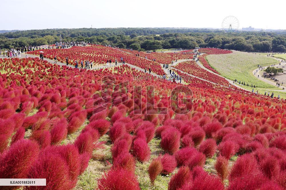 Reddening Kochia plants at eastern Japan park
