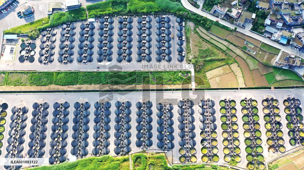 Land-based Recirculating Aquiculture Base in Qianxinan