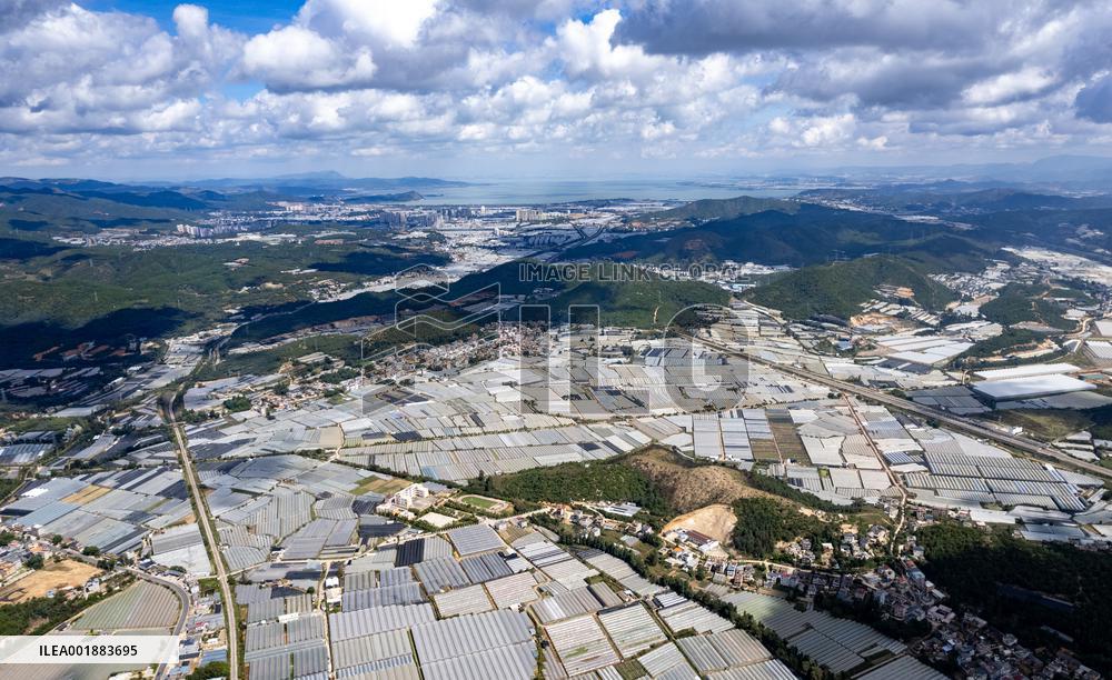 CHINA-YUNNAN-LIVESTREAMER-E-COMMERCE-SUCCULENT PLANTS (CN)