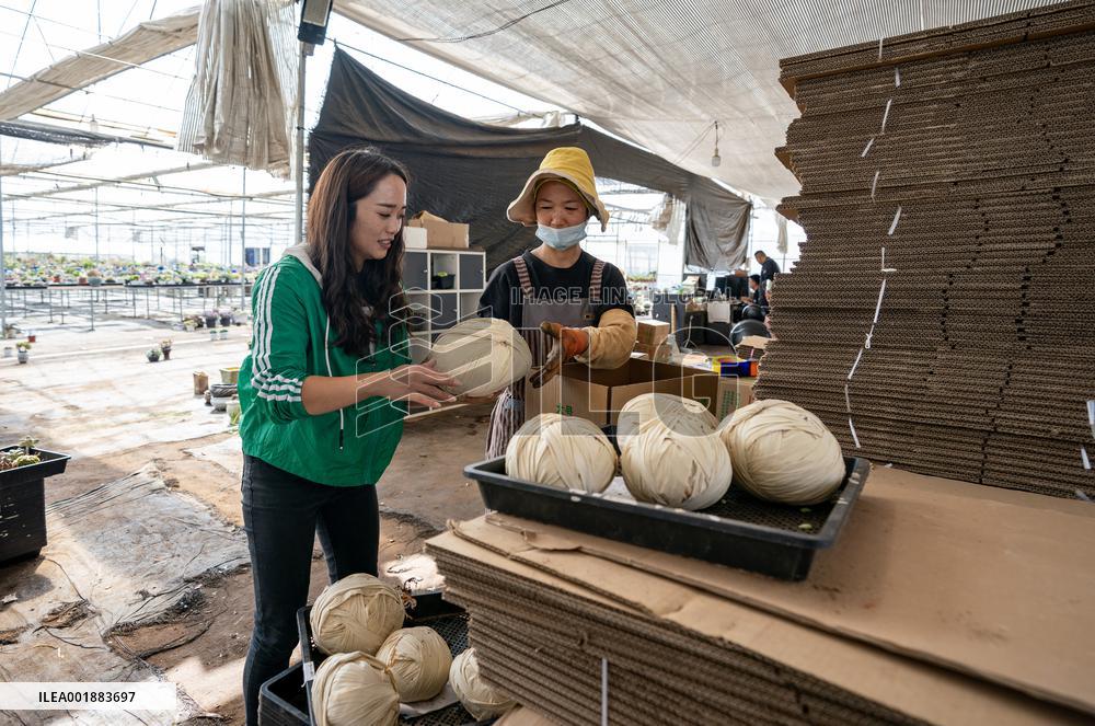 CHINA-YUNNAN-LIVESTREAMER-E-COMMERCE-SUCCULENT PLANTS (CN)