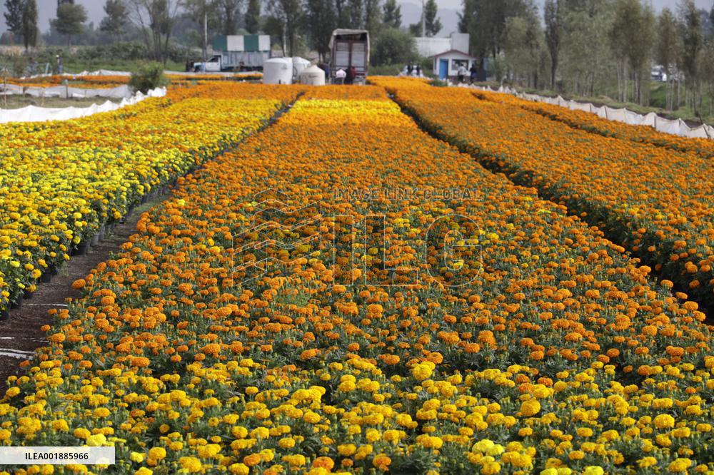 Cempasuchil Flower Sales Season Begins For The Day Of The Dead Festival - Mexico